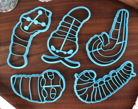 Butterfly Caterpillars Cookie Cutters - Long-tailed Skipper, Monarch Caterpillar, Orange Dog Caterpillar, Spicebush - Caterpillars Cookies